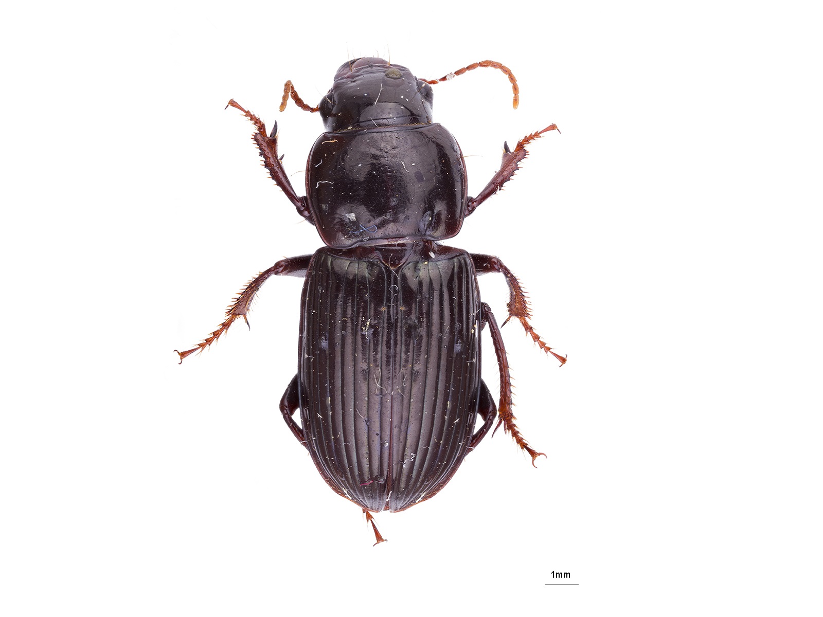 Anisocnemus amblygonus Shpeley & Ball, 1978