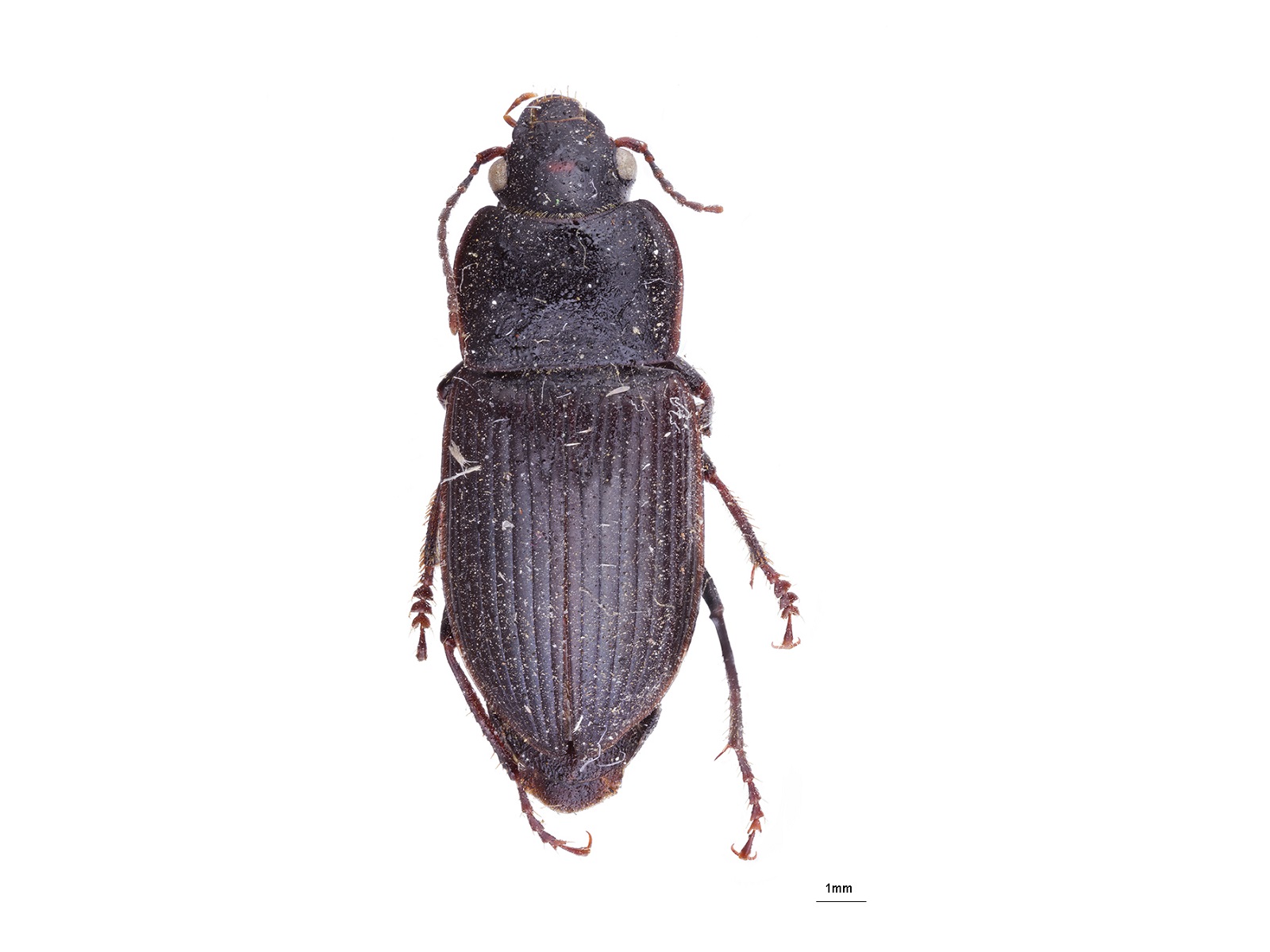 Anisodactylus signatus (Panzer, 1796)