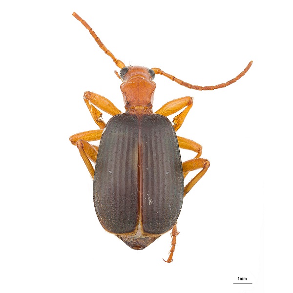 <p><em>Brachinus </em></p>