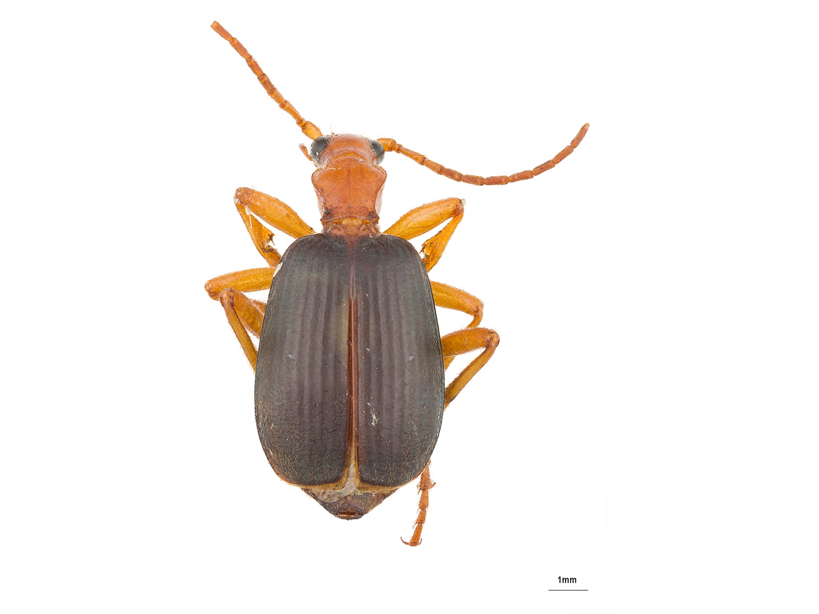 Brachinus spp. 