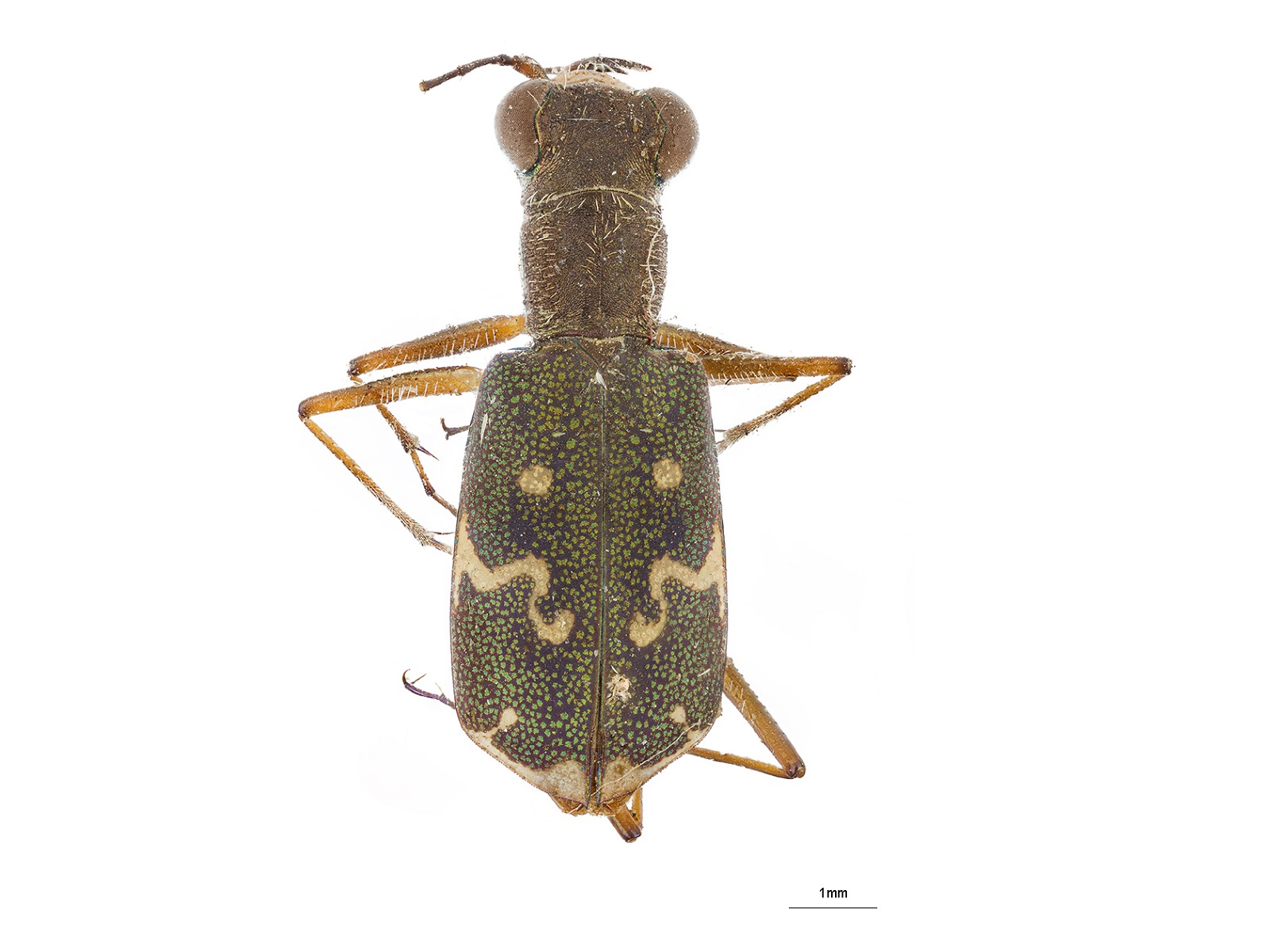 Brasiella mendicula Rivalier, 1955