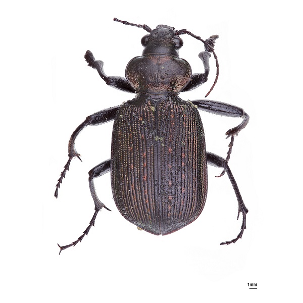 <p><em>Calosoma</em></p>