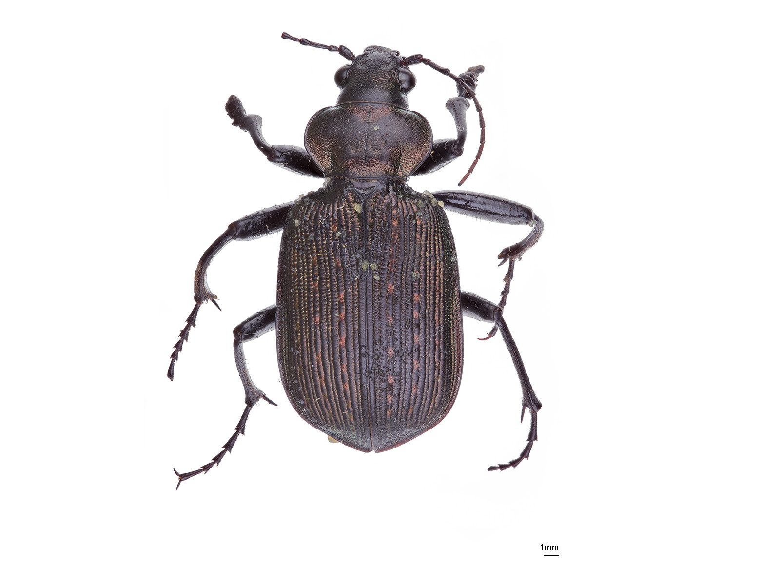 Calosoma granulatum Perty, 1830 
