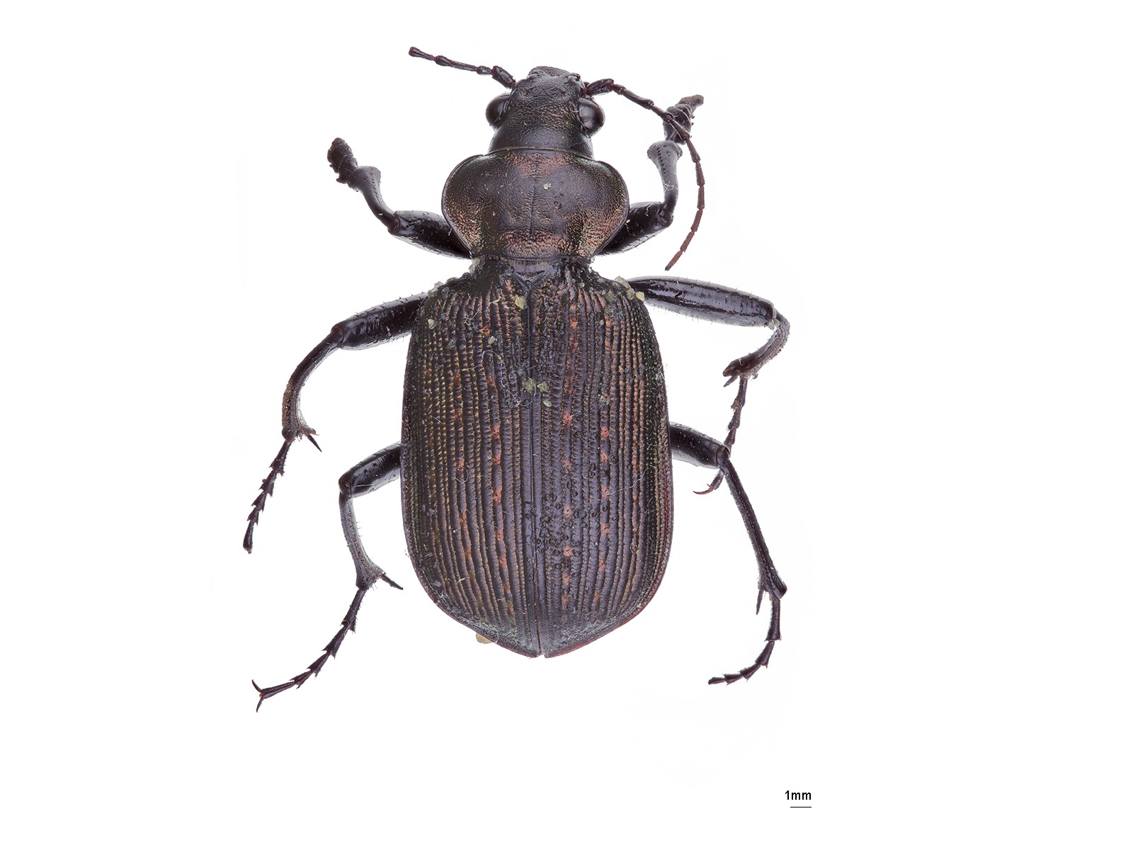 Calosoma granulatum Perty, 1830