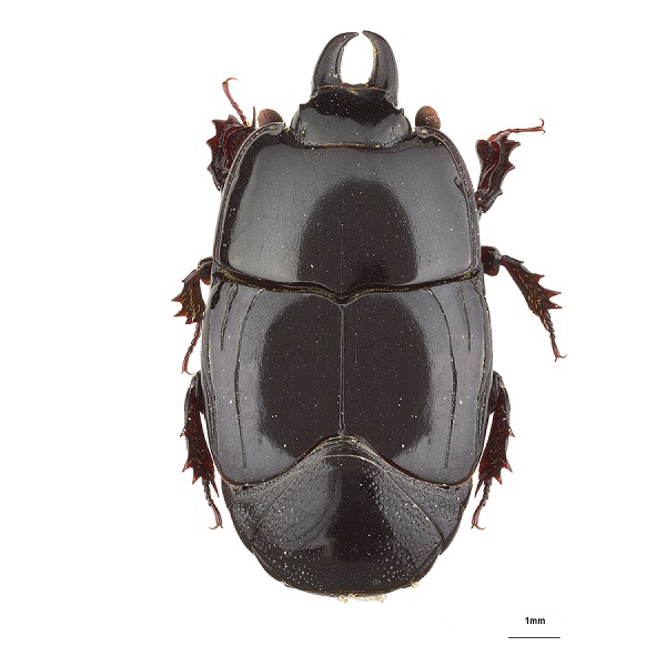 <p><em>Hololepta</em></p>