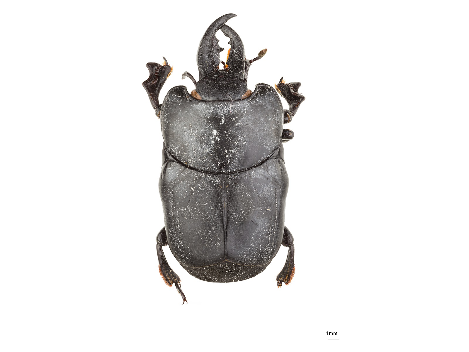 Oxysternus maximus (Linnaeus, 1767) 