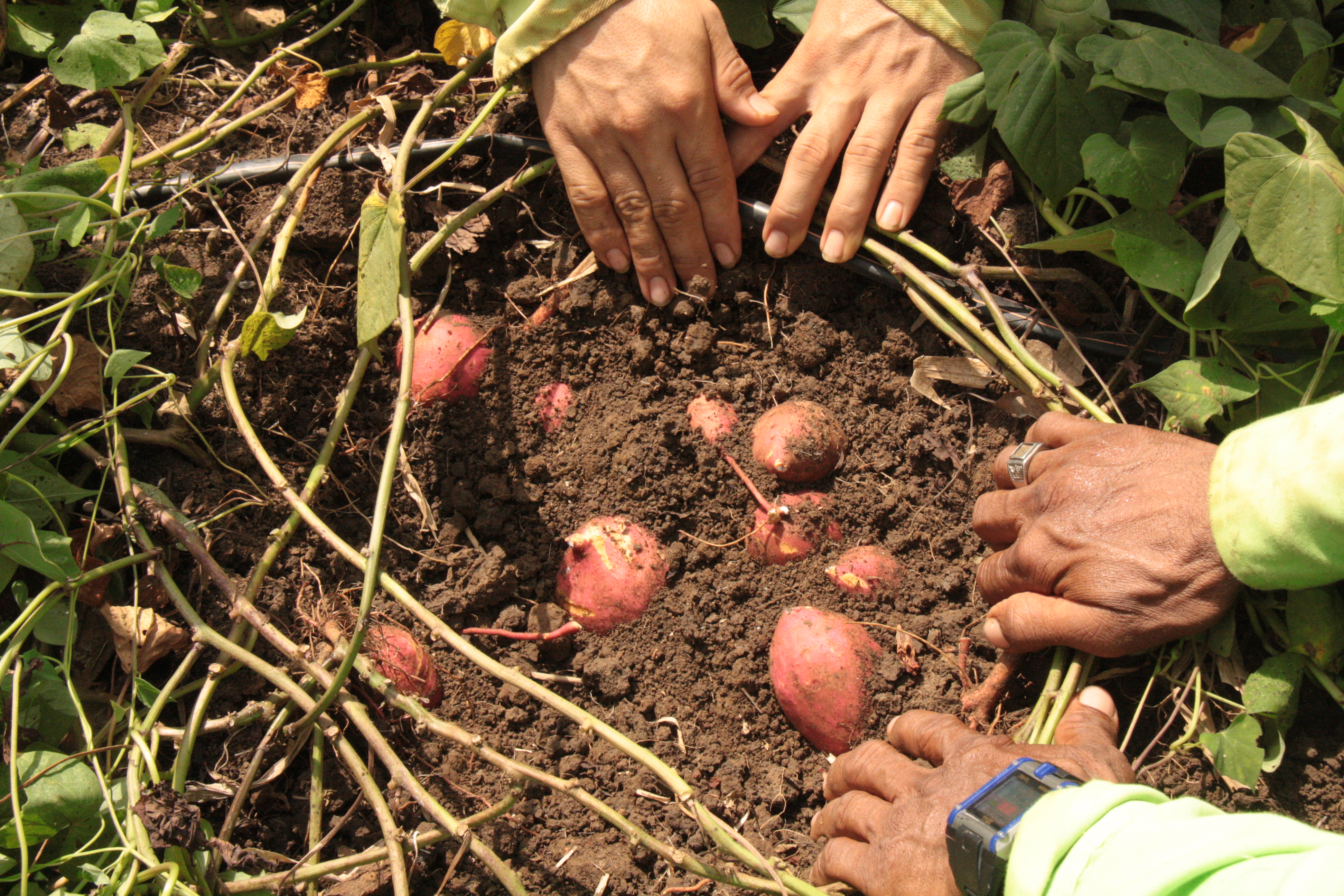 Batata AGROSAVIA Aurora será exportada a Europa