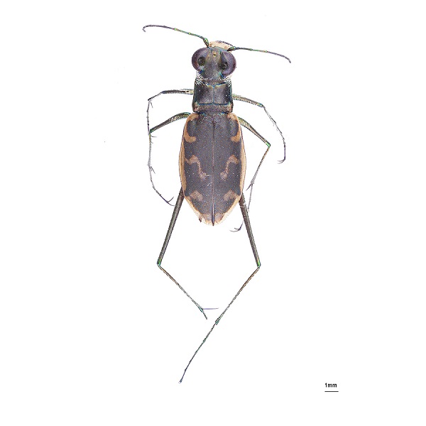 <p><em>Cicindela</em></p>