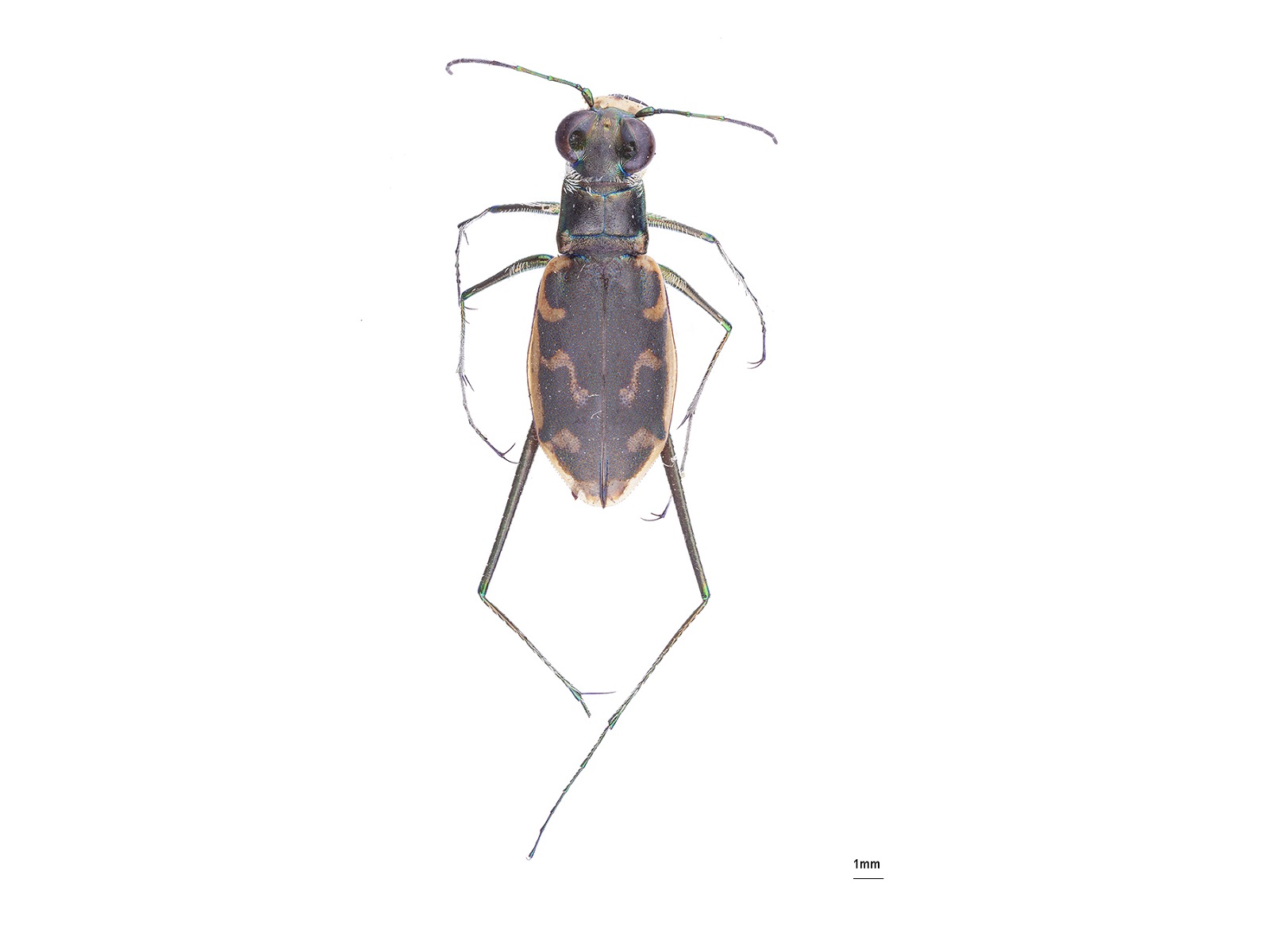 Cicindela spp. 