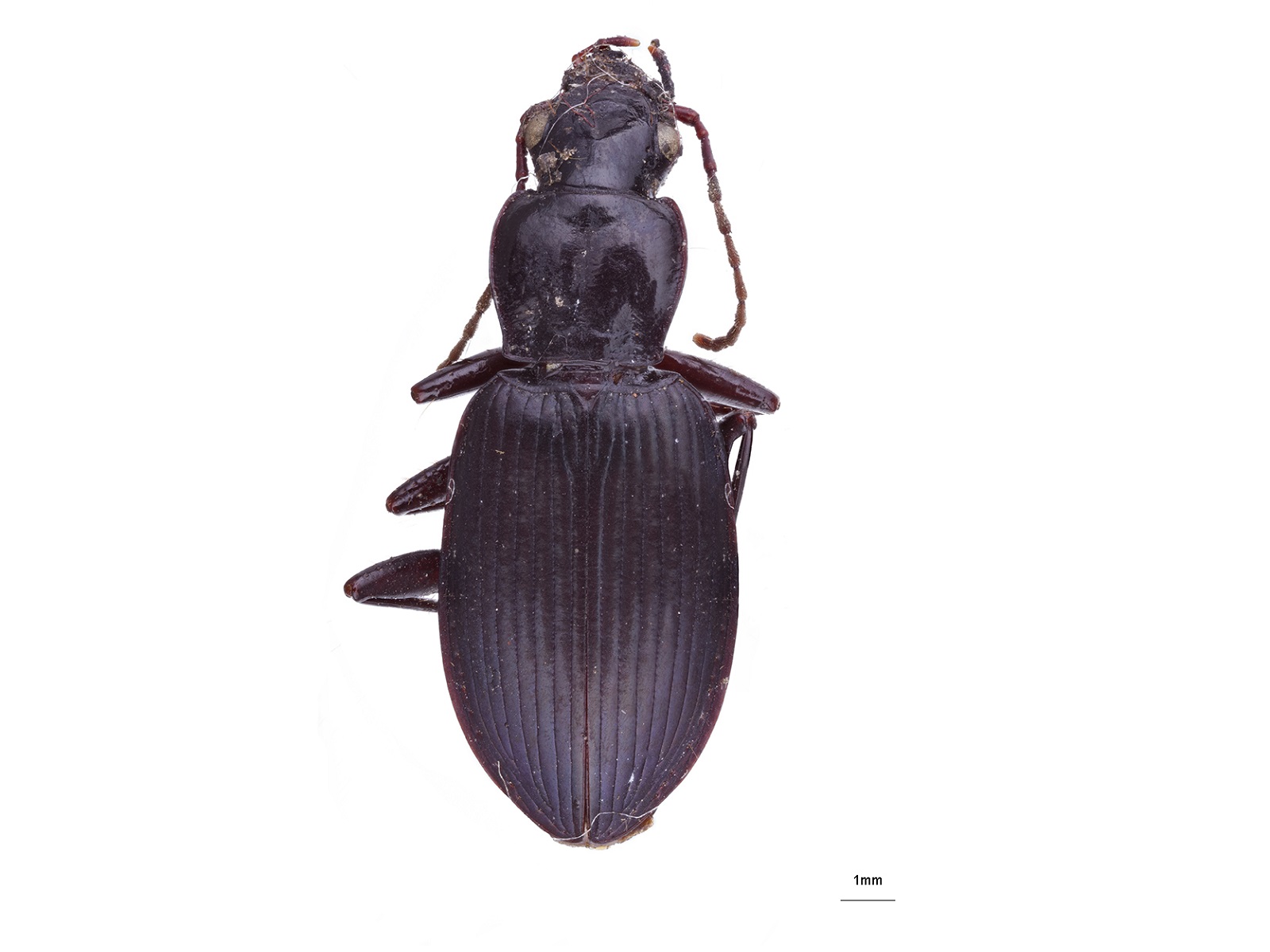 Laemostenus sp. 