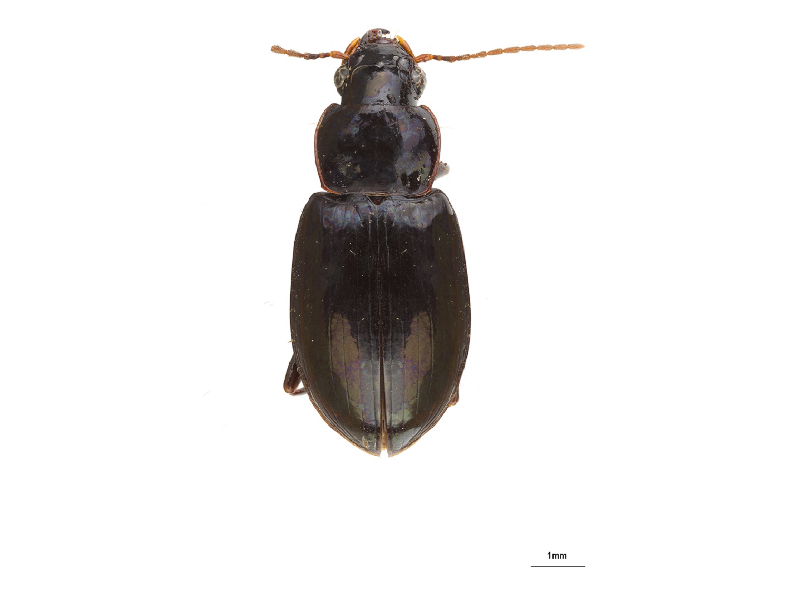 Pelmatellus spp.