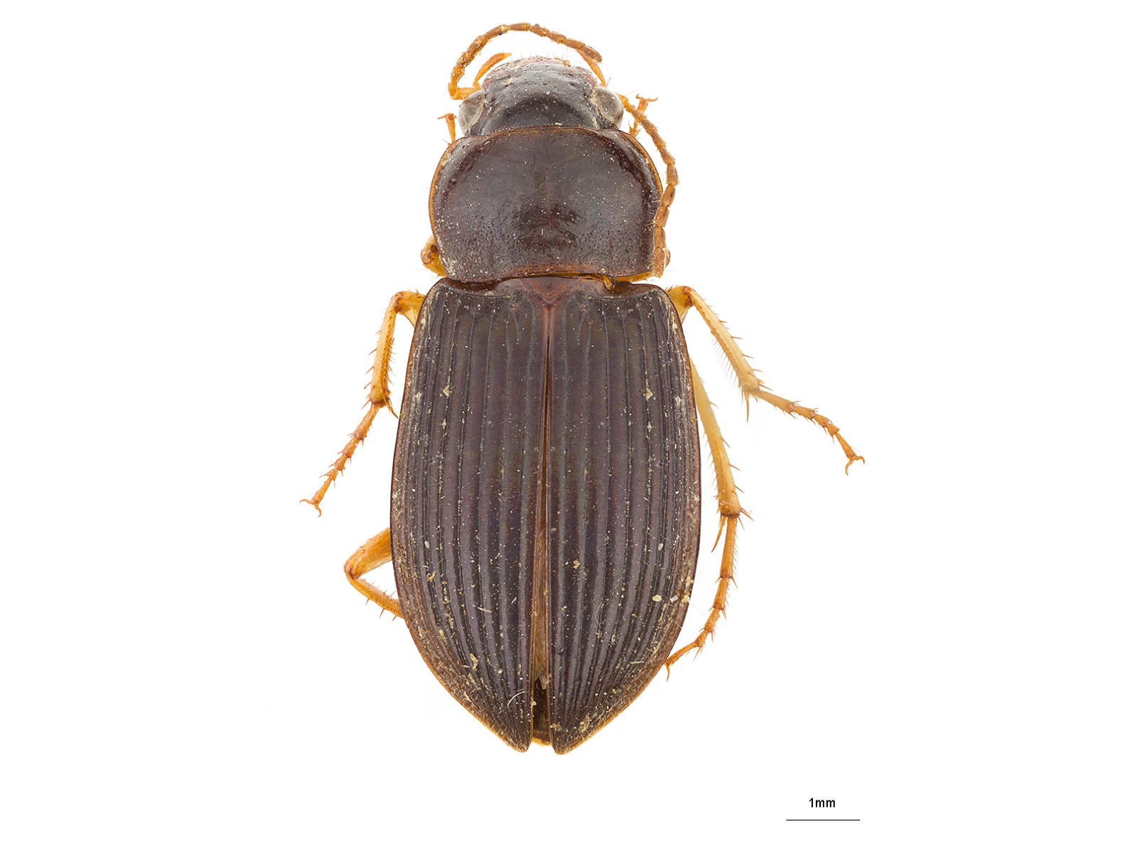 Selenophorus spp.