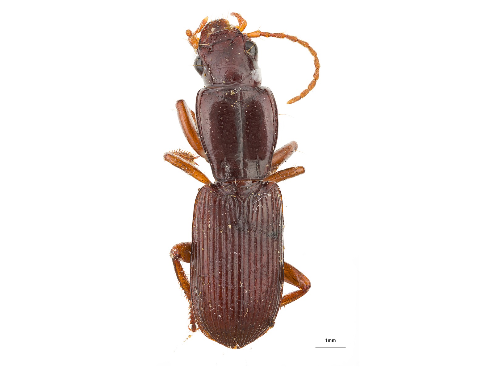 Stenomorphus spp.