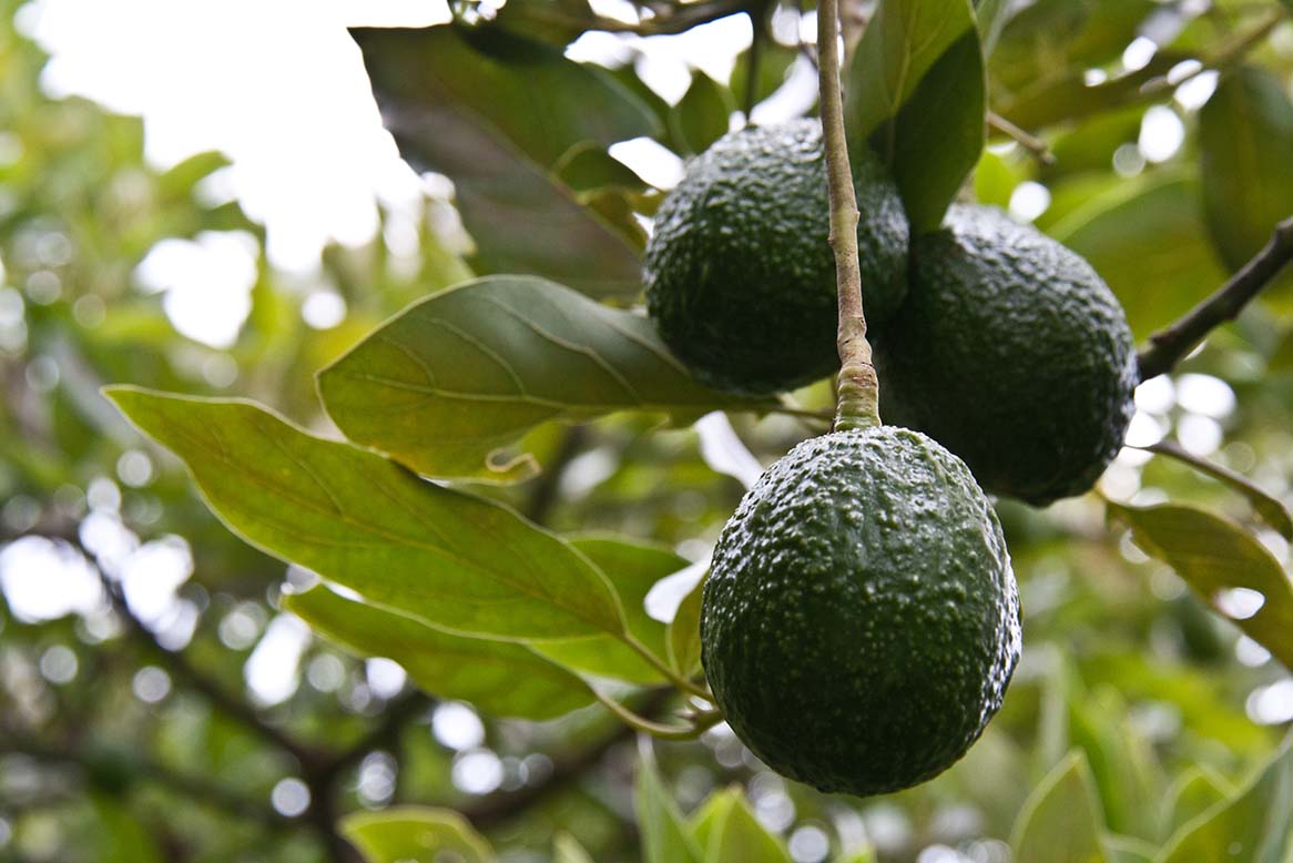 AGROSAVIA presenta la publicación