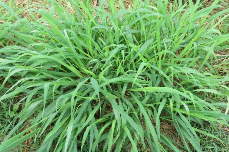 Agrosavia Sabanera 1