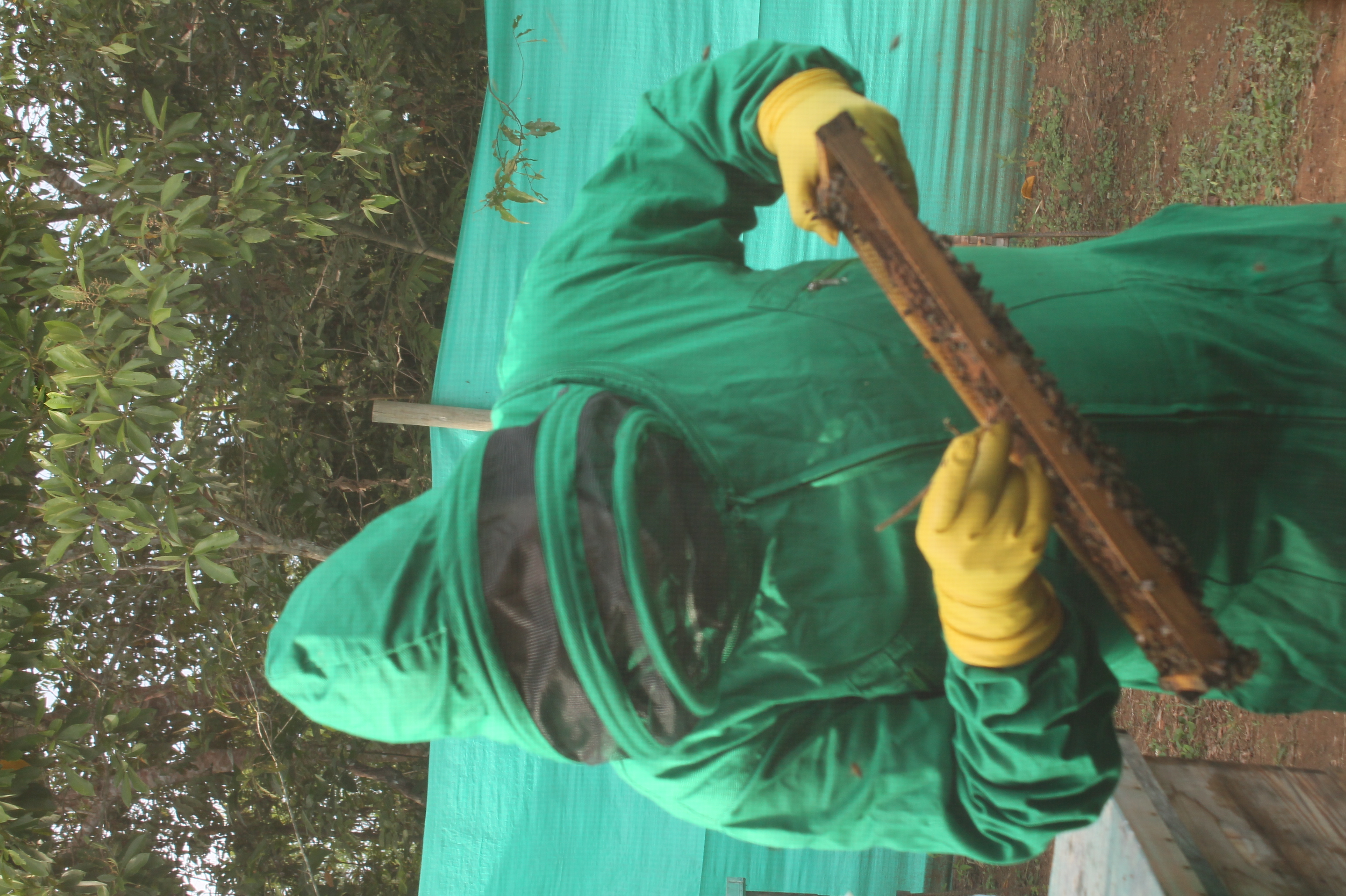 Apicultura Bpap (2)