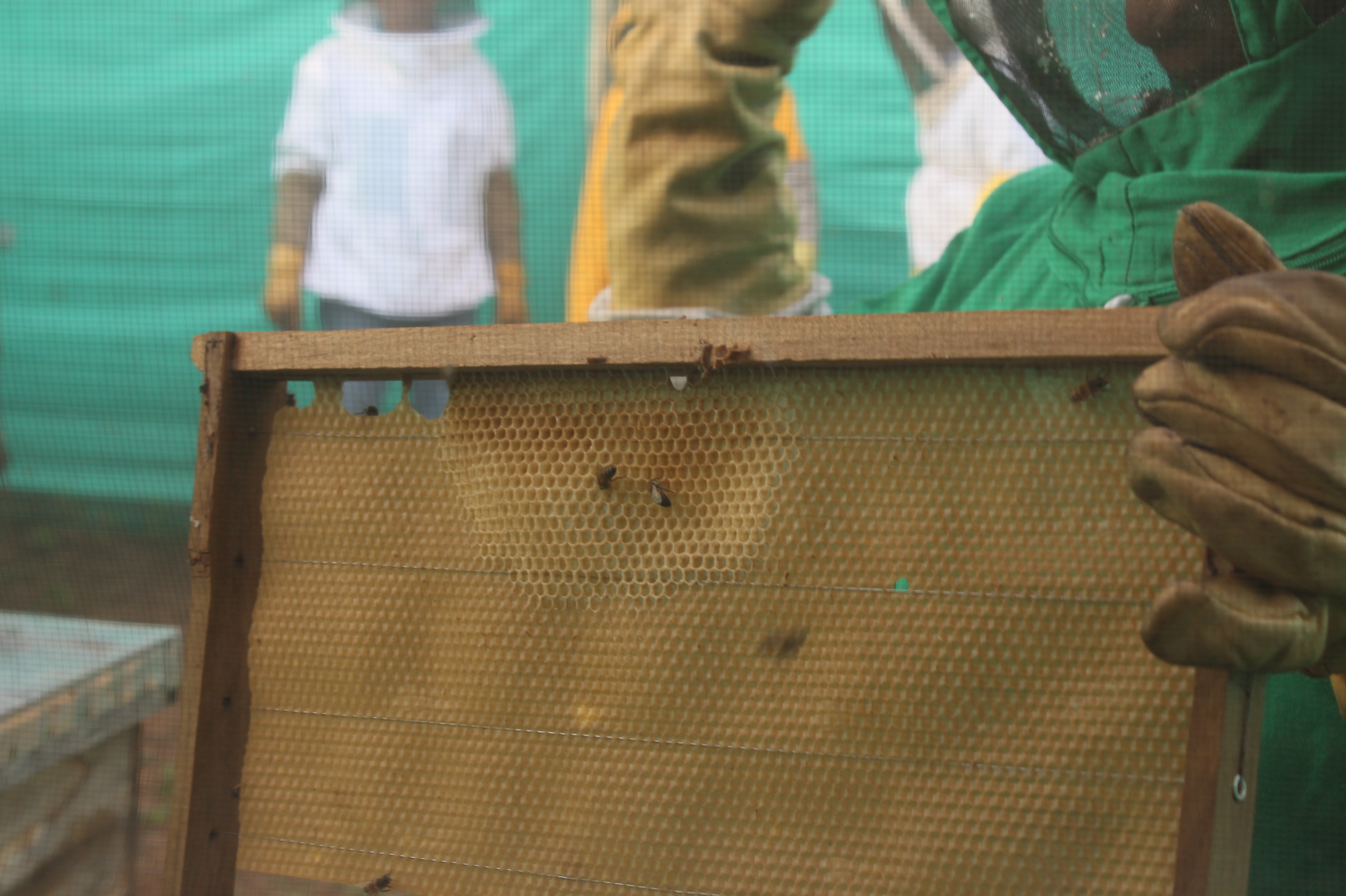 Apicultura Bpap (6)