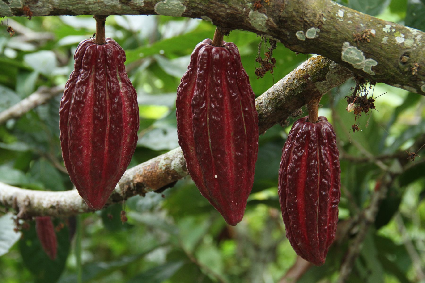 Entregas cacao Tolima
