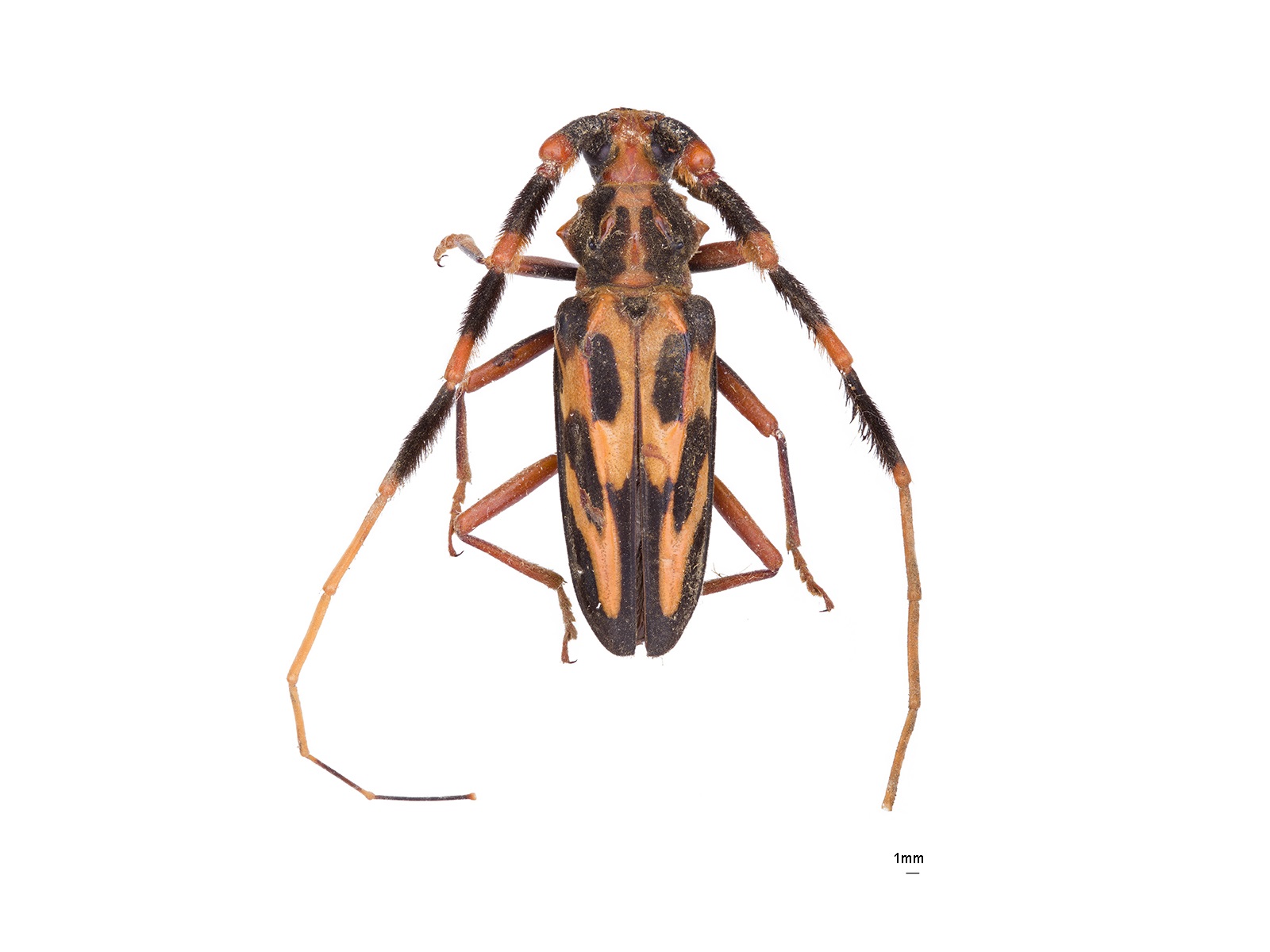 Batus barbicornis (Linnaeus, 1764) 
