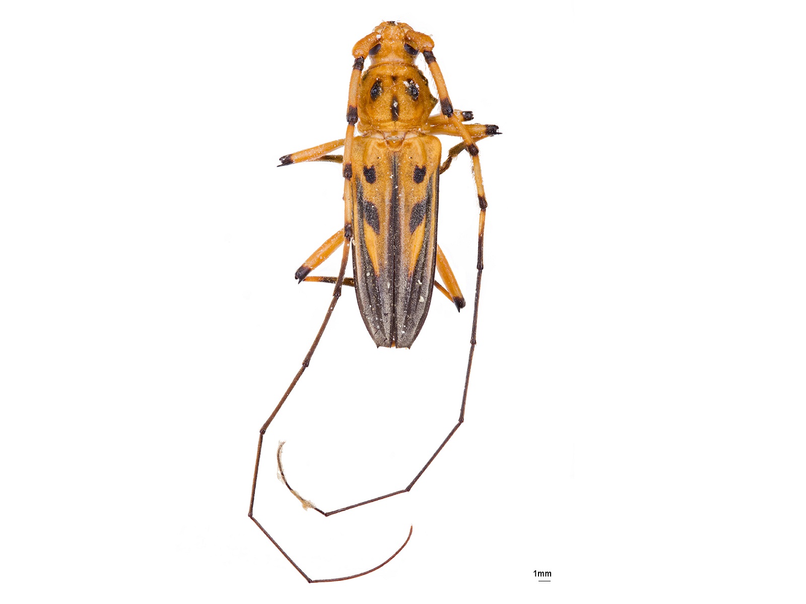 Ceragenia bicornis (Fabricius, 1801) 