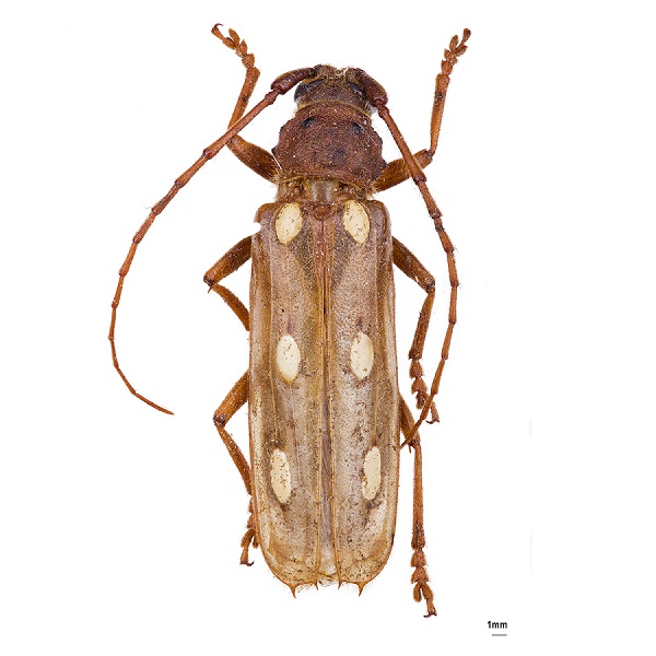 <p><em>Coccoderus</em></p>