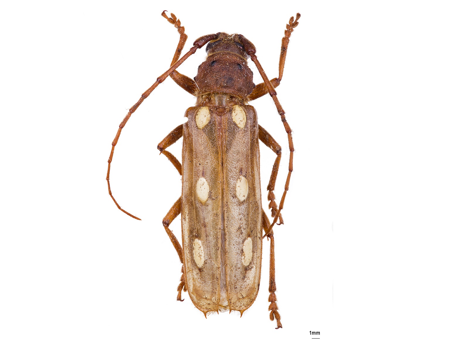 Coccoderus spp. 