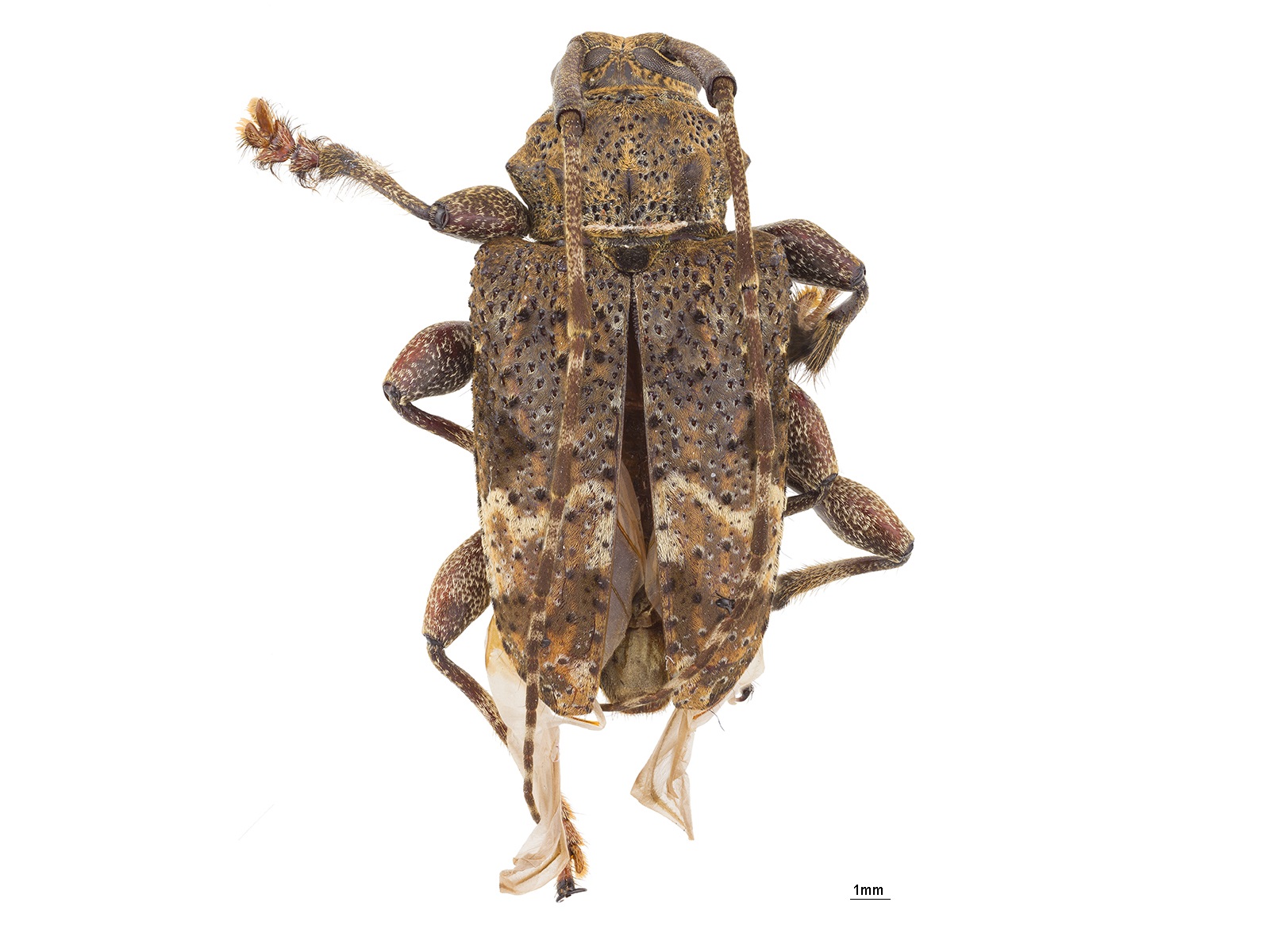 Lagocheirus plantaris Erichson, 1847 