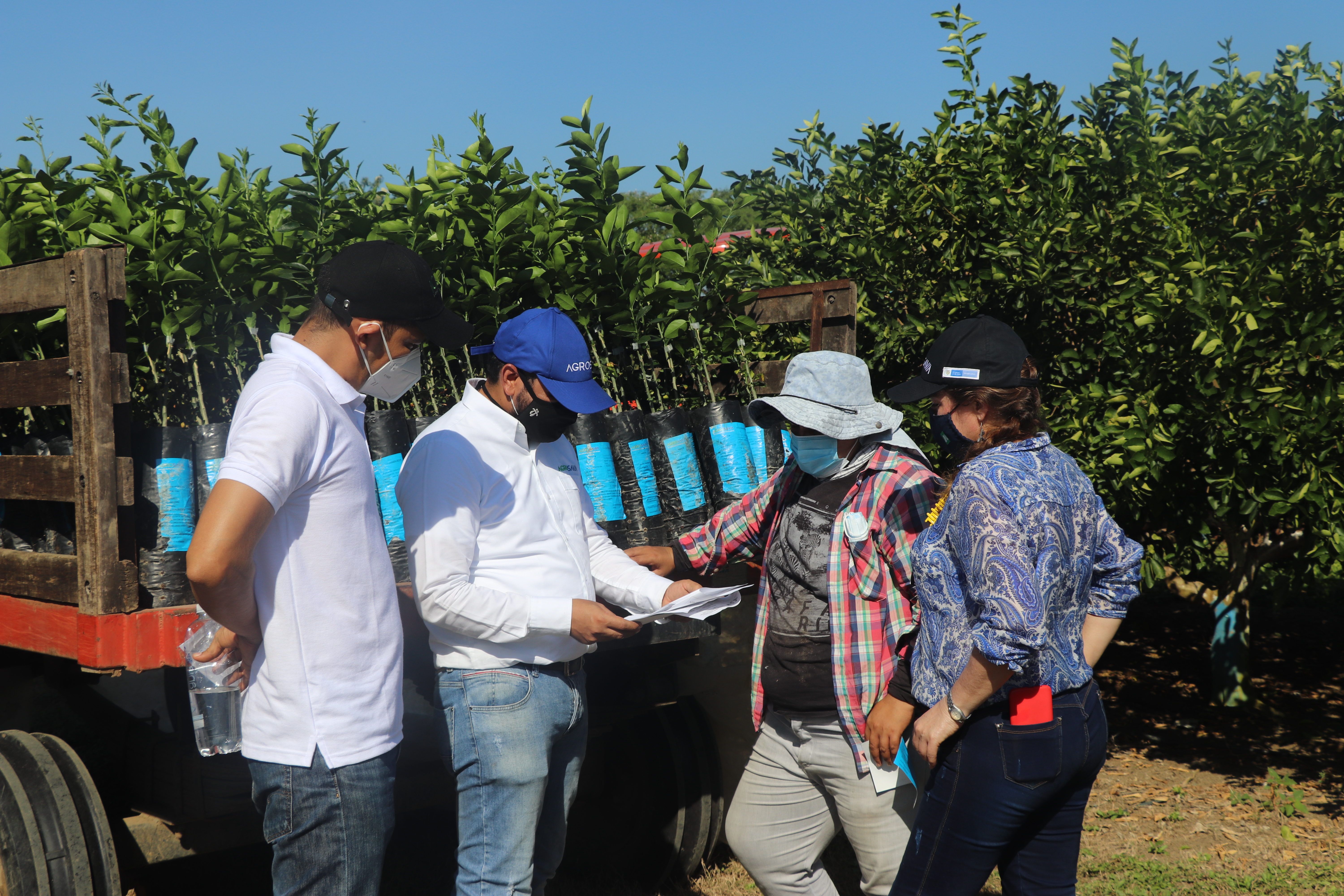 AGROSAVIA e ICA entregaron 3250 árboles de cítricos certificados y libres de enfermedades a productores en Atlántico