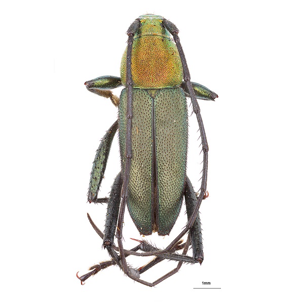 Coleoptera