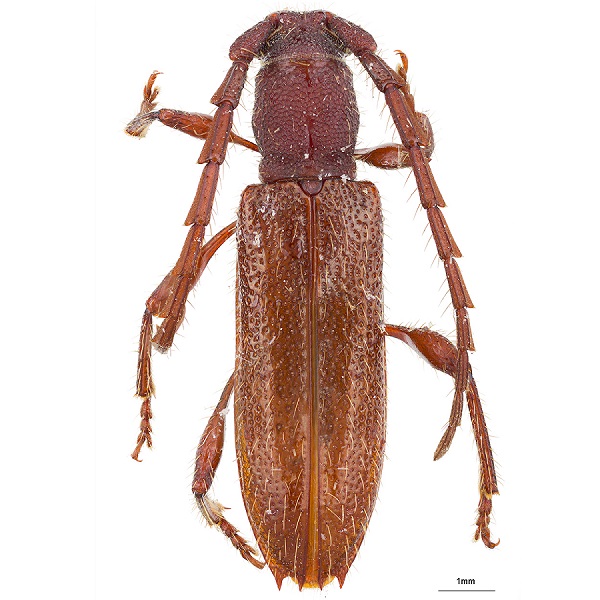 <p>Cerambycidae</p>