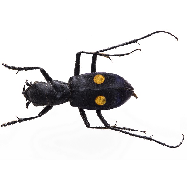 Carabidae2
