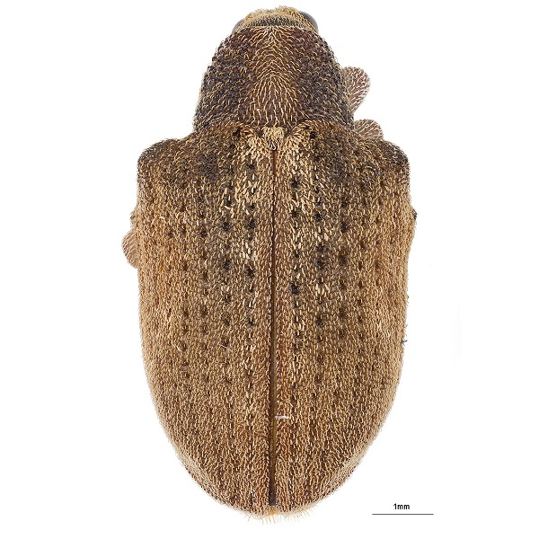 <p><em>Gonipterus</em></p>