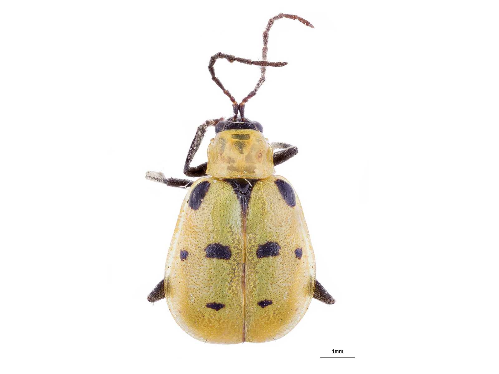 Diabrotica spp. 
