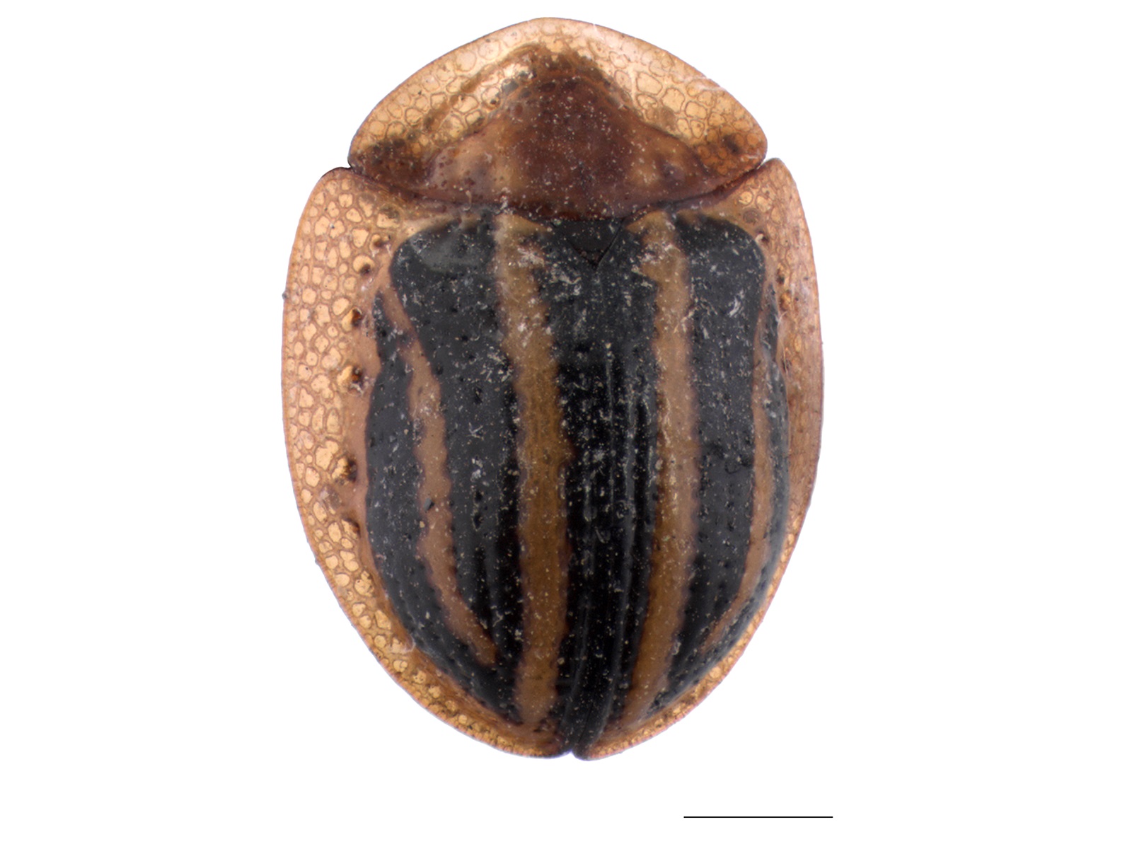 Metriona spp.