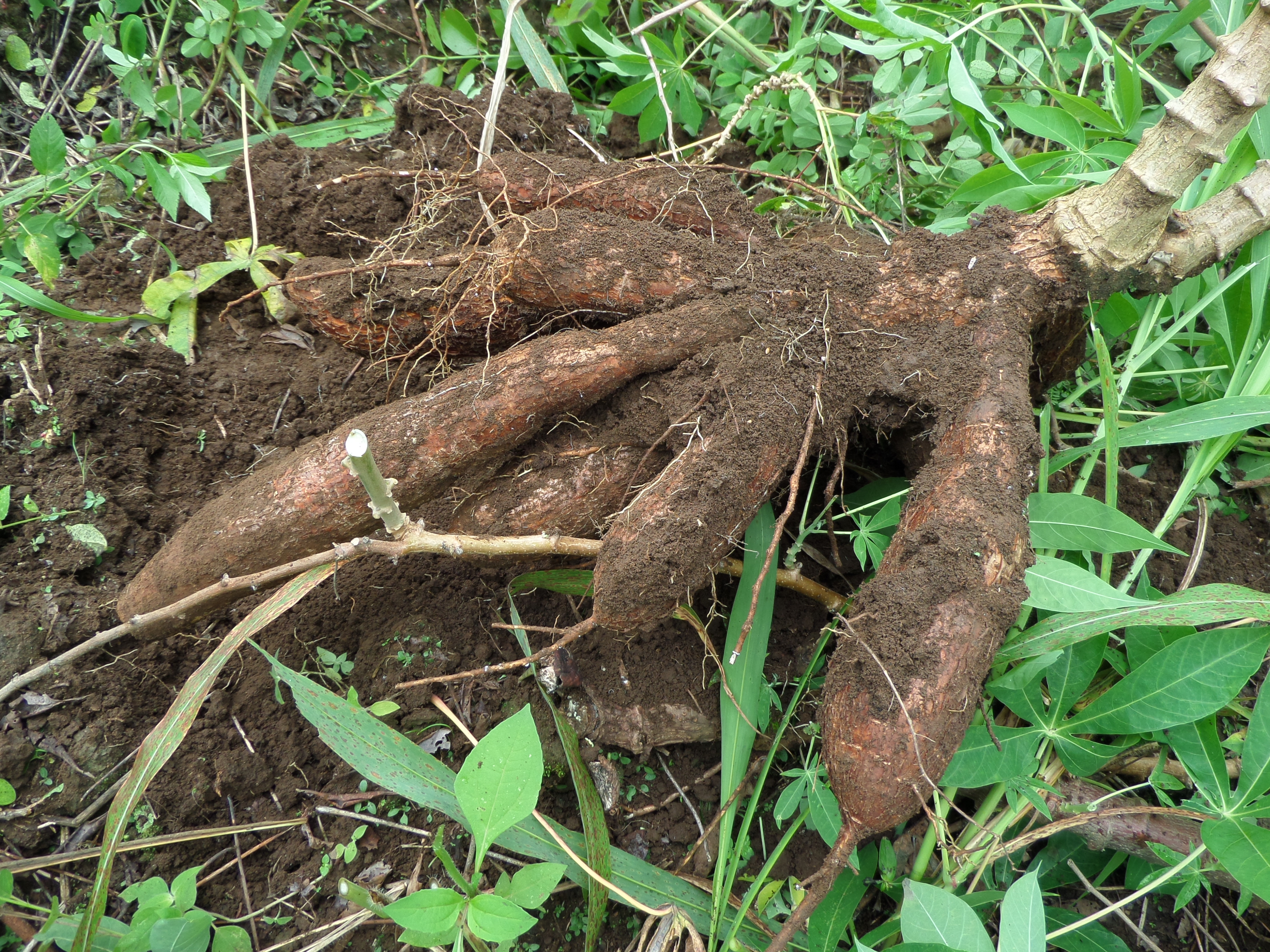 Variedad de yuca CORPOICA - BELLOTI