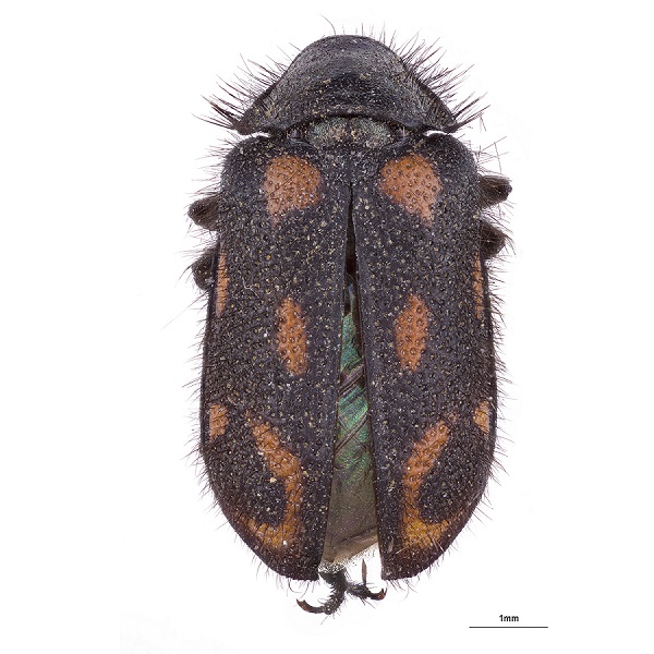 Melyridae