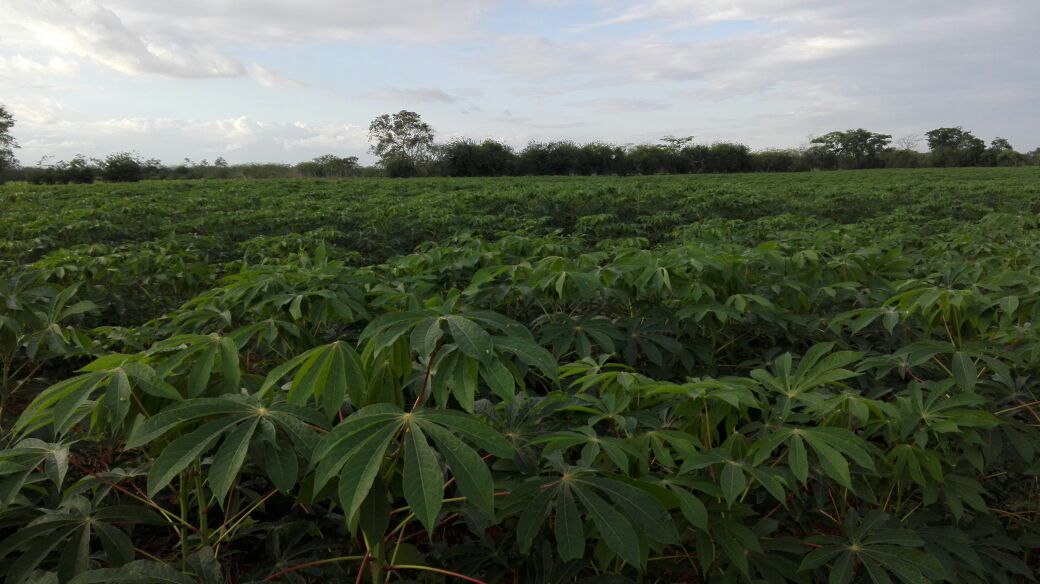 Corpoica Melúa 31: Nueva variedad de yuca industrial para la Altillanura colombiana