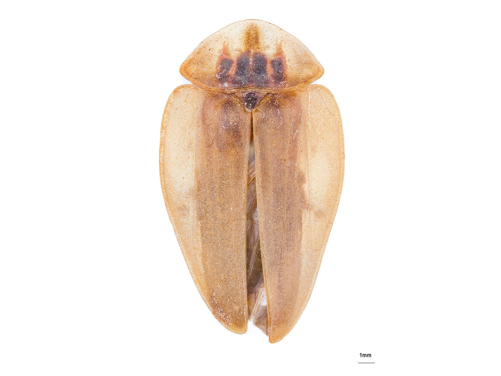 Aspisoma lateralis (Fabricius, 1801) 