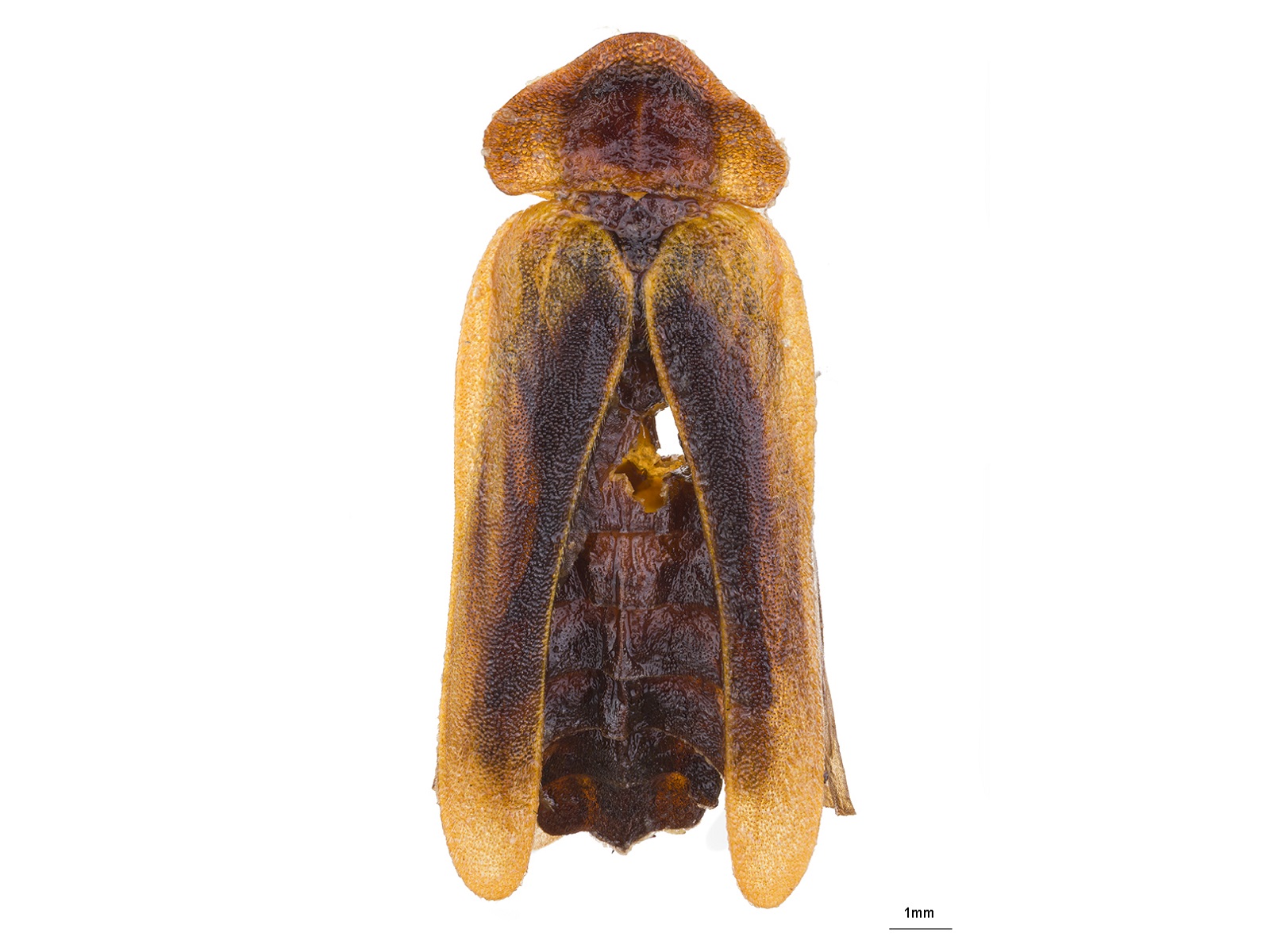 Dryptelytra grandjeani E. Olivier, 1899 