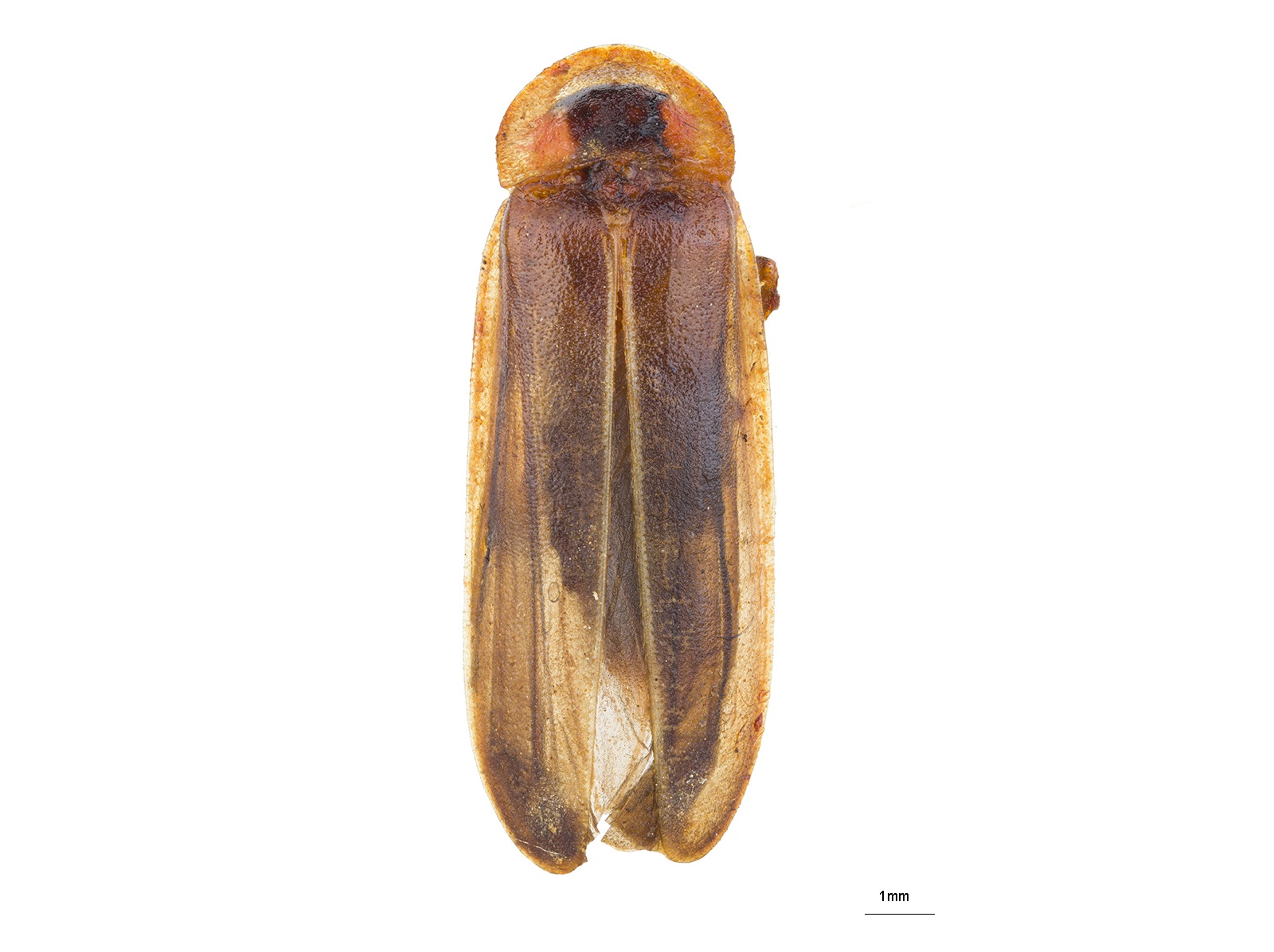 Photinus occidentalis (G. Olivier, 1790) 