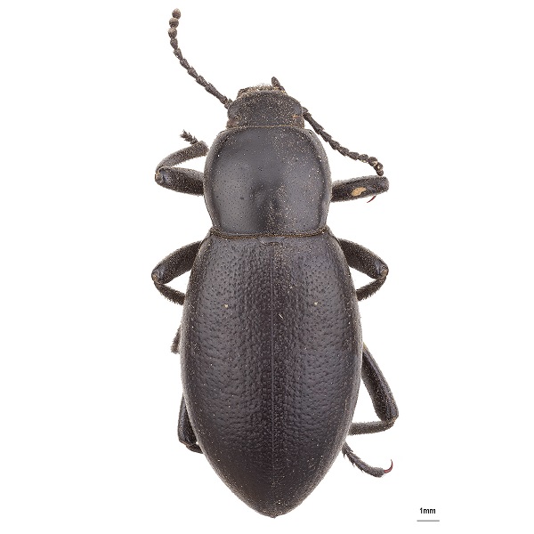 Tenebrionidae