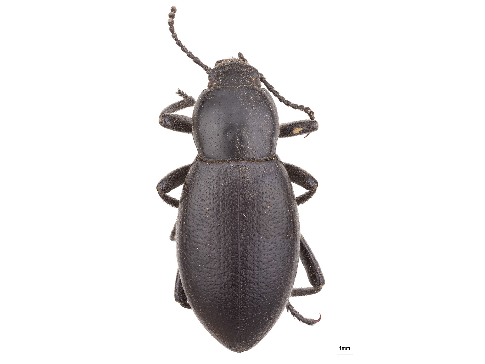 Elodes spp. 
