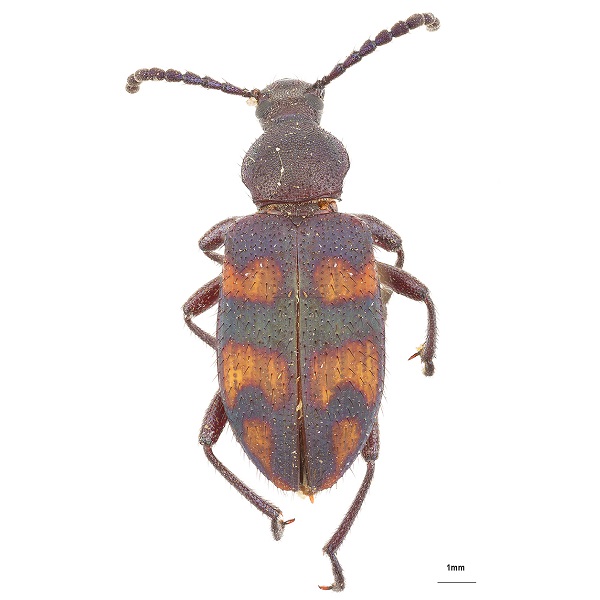 <p><em>Lystronychus</em></p>