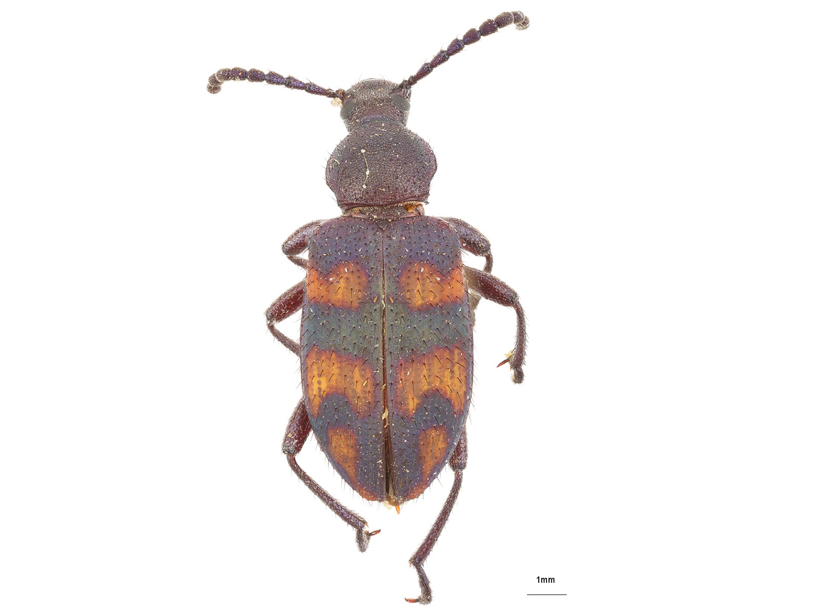 Lystronychus spp. 