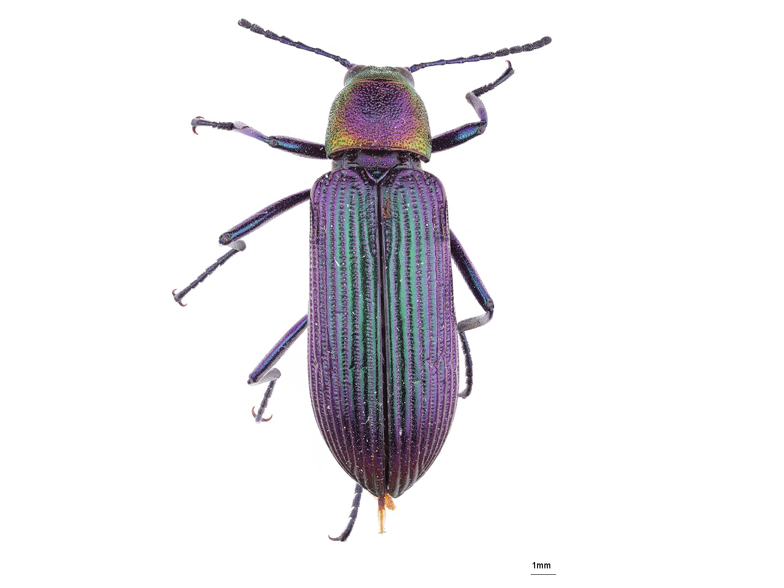 Strongylium auratum (Laporte de Castelnau, 1840)