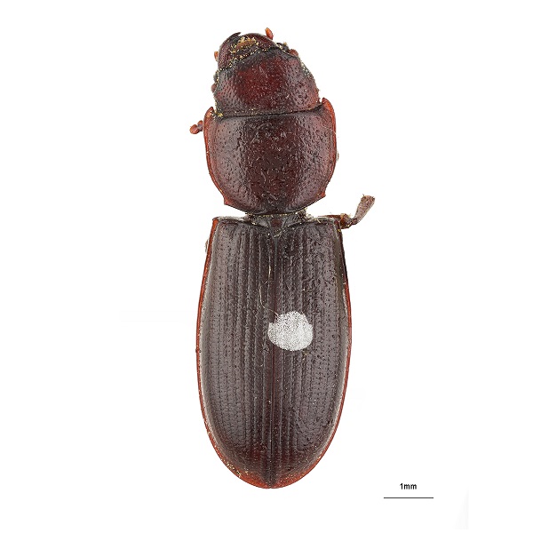 <p><em>Tenebrio</em></p>