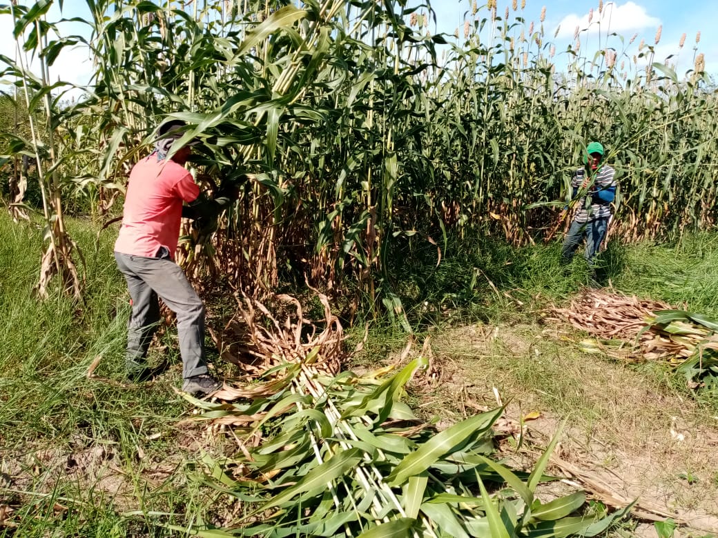Proyecto Agricultura familia Ariari
