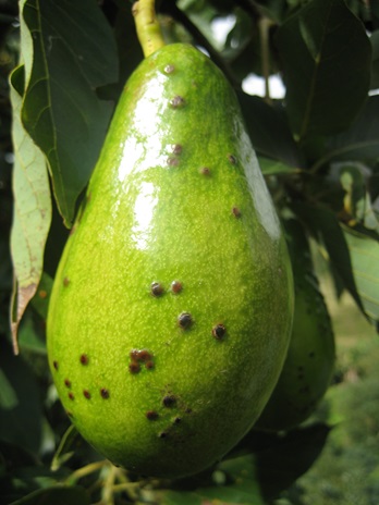 Manejo integrado de peca del aguacate