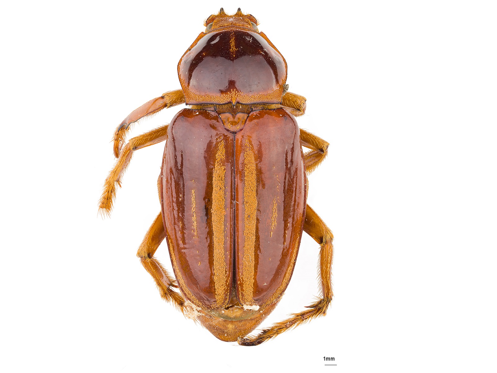 Ancistrosoma rufipes (Latreille, 1833) 