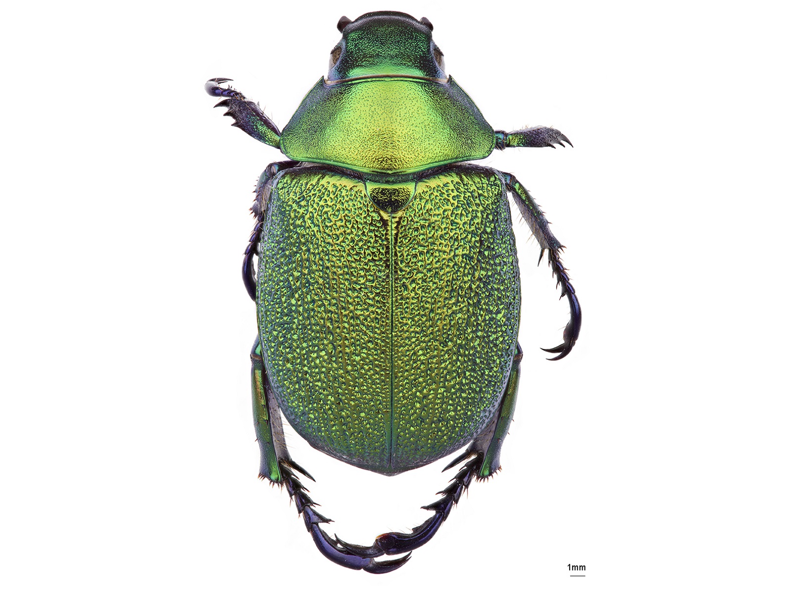 Chrysophora chrysochlora (Latreille, 1811) 